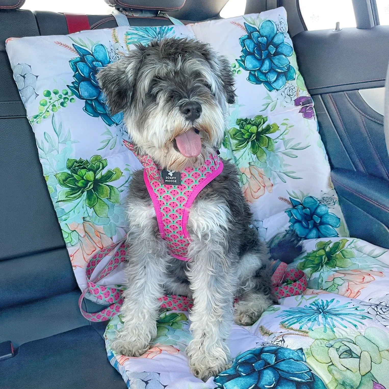 Succulent Medley Pet Travel Mat